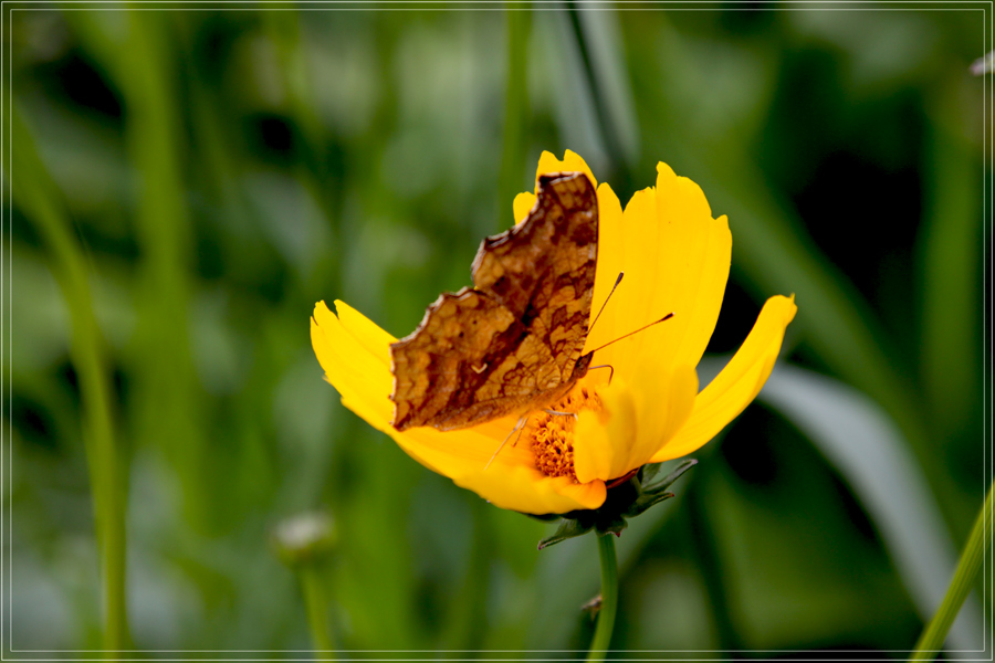 photo "***" tags: macro and close-up, nature, insect