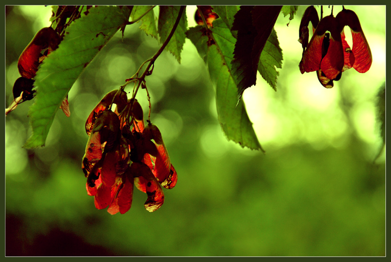 photo "***" tags: nature, flowers