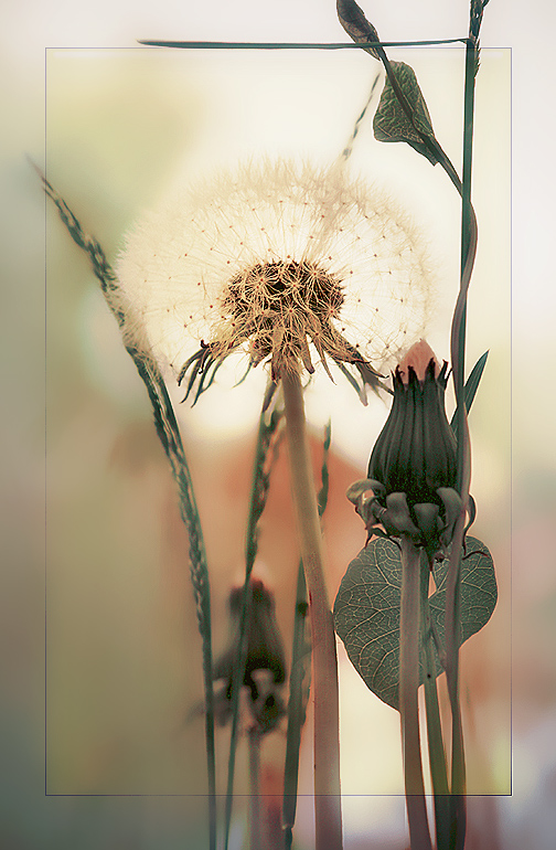 photo "***" tags: nature, macro and close-up, flowers