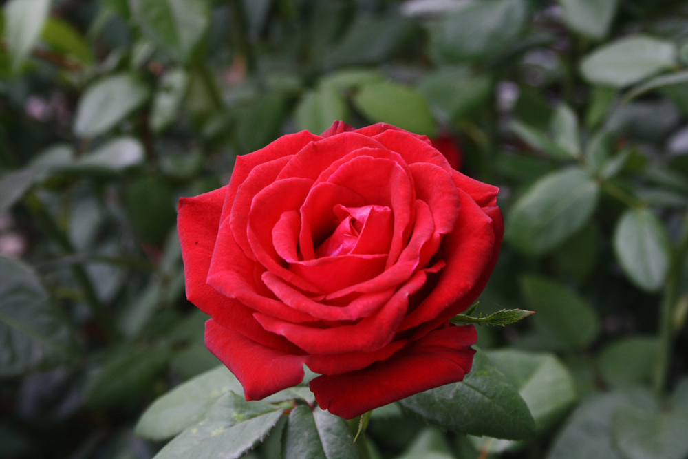 photo "Rose" tags: nature, macro and close-up, flowers