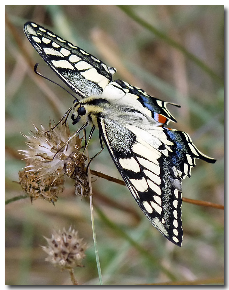 фото "Papilio machaon" метки: природа, насекомое