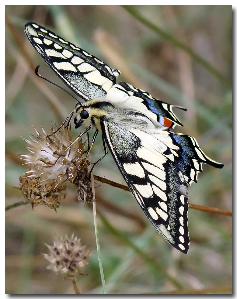 photo "***" tags: nature, insect