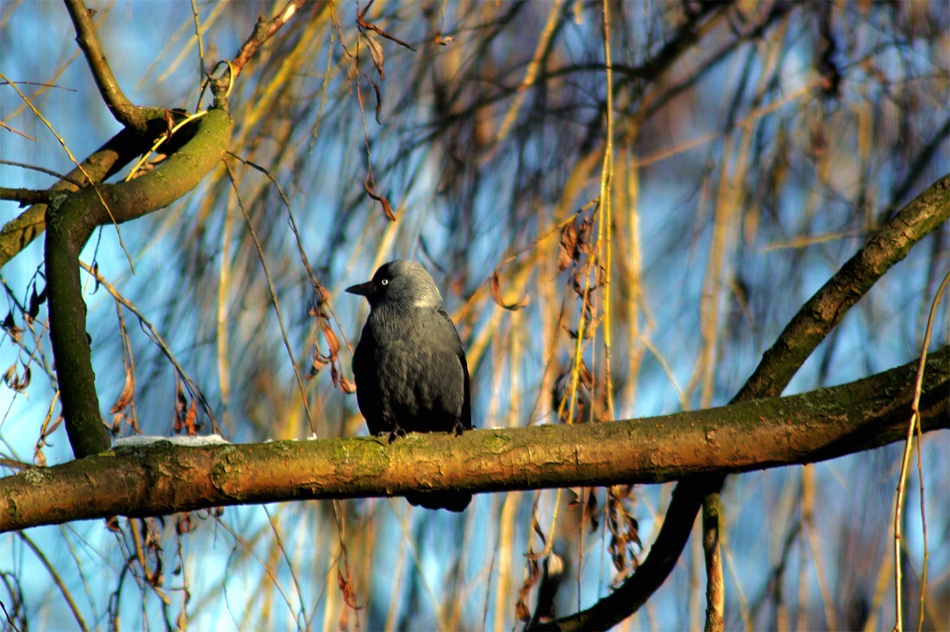 photo "Pica rustica autumn portrait" tags: nature, pets/farm animals