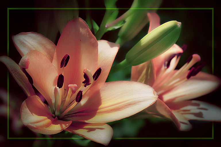 photo "***" tags: nature, macro and close-up, flowers