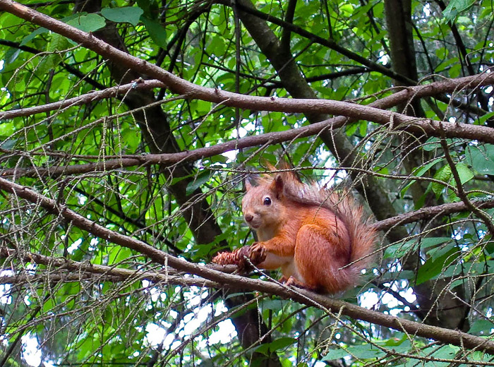 photo "***" tags: nature, wild animals