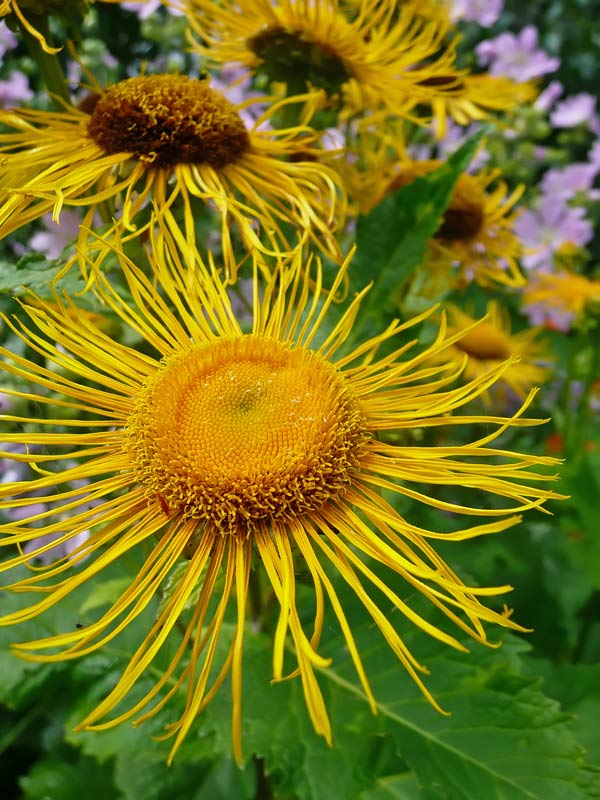 фото "Жёлтые цветы" метки: природа, 