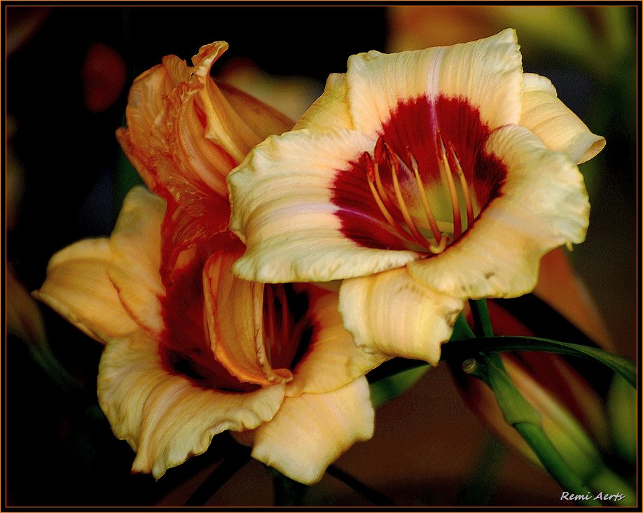 фото "for you my friend ! !" метки: природа, макро и крупный план, цветы