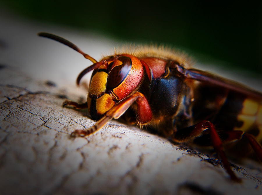 photo "Vespa crabro" tags: nature, macro and close-up, insect