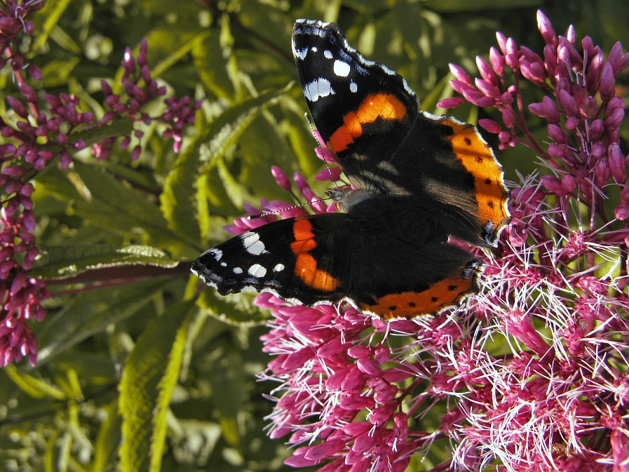 photo "***" tags: nature, insect