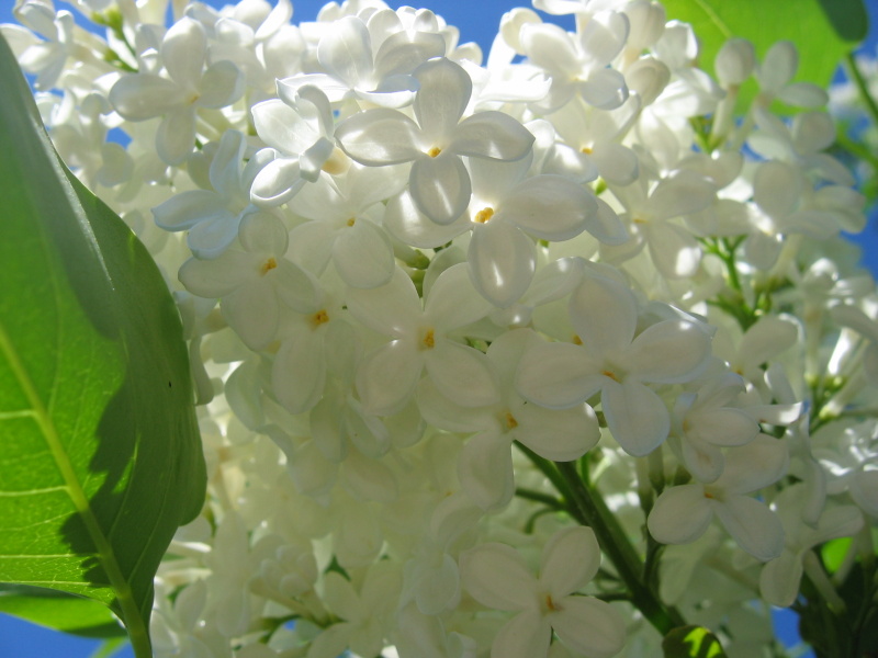 фото "Белая сирень" метки: природа, цветы