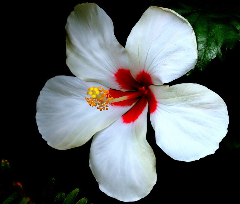 photo "Сергей Владимирович Михалков..." tags: nature, macro and close-up, flowers