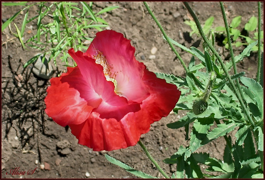 photo "***" tags: nature, flowers