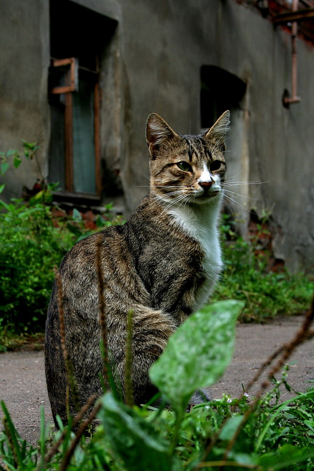 photo "Cat's Town" tags: nature, pets/farm animals