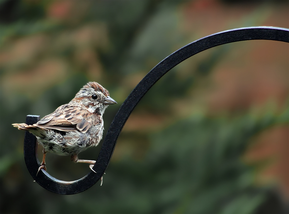 photo "Non-Russian sparrow" tags: nature, wild animals