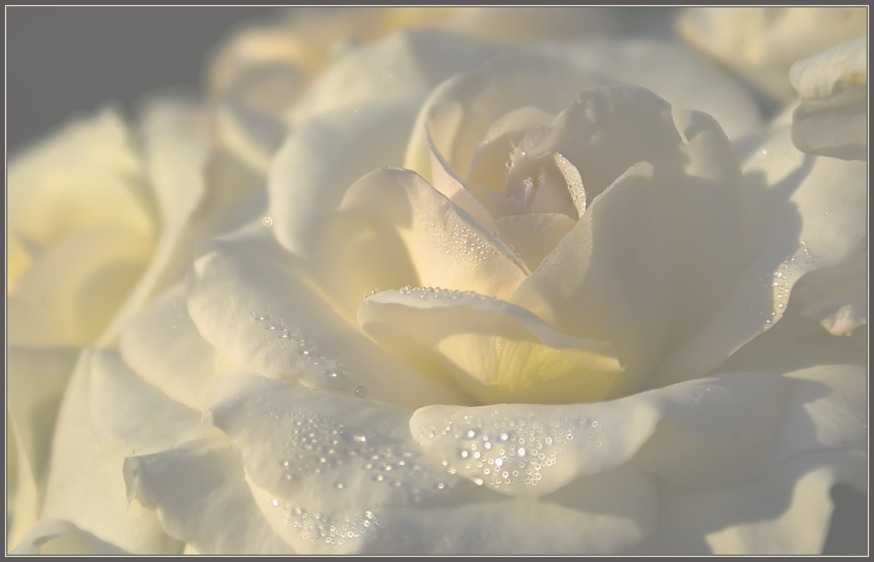 Только показались первые нежно белые головки. Белые розы. Цветы белые розы. Нежные белые цветы. Изящные белые цветы.