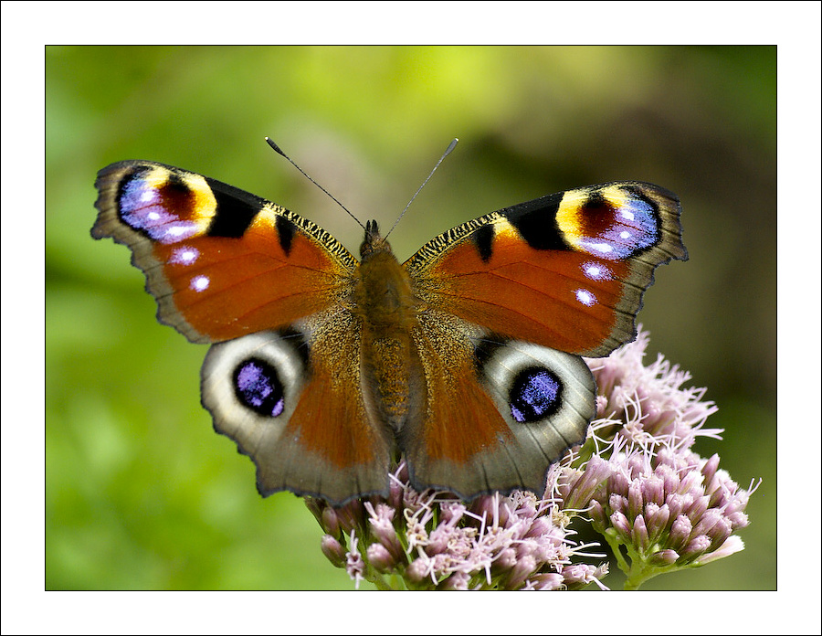 photo "***" tags: nature, insect