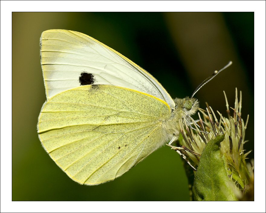 photo "***" tags: nature, insect