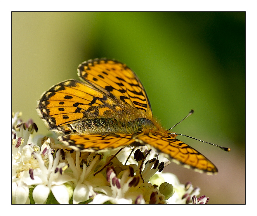 photo "***" tags: nature, insect