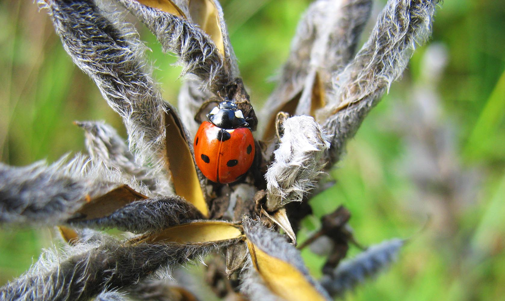 photo "***" tags: nature, macro and close-up, insect