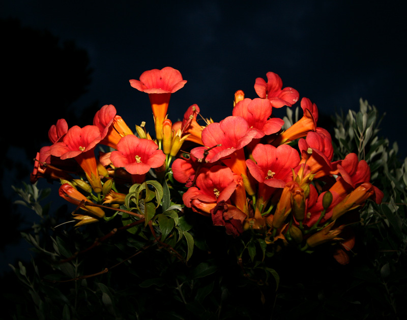 photo "***" tags: nature, travel, Europe, flowers