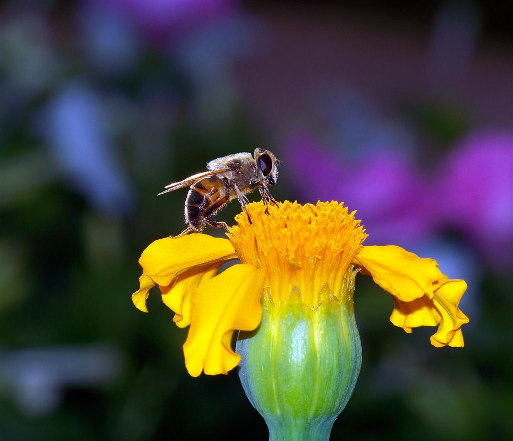 photo "***" tags: nature, flowers, insect