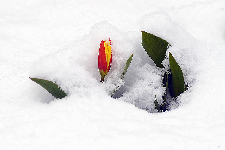 photo "***" tags: landscape, nature, flowers, spring