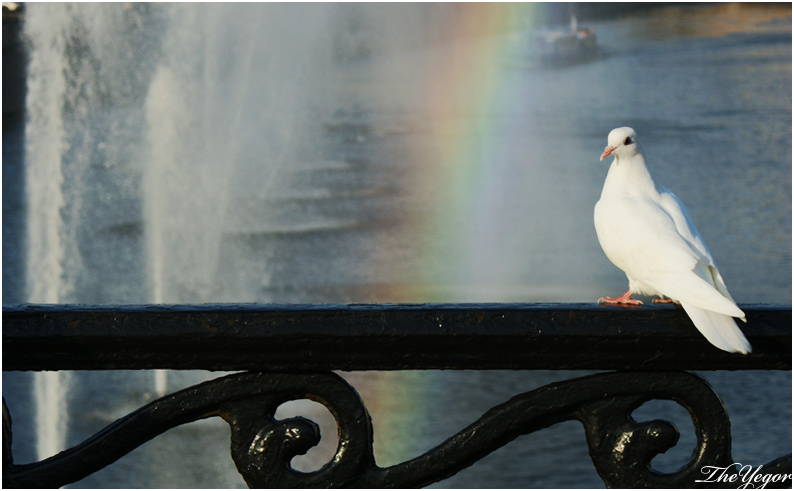 фото "Одинокий голубь в радужный день" метки: природа, 