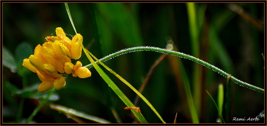 photo "long" tags: nature, macro and close-up, flowers