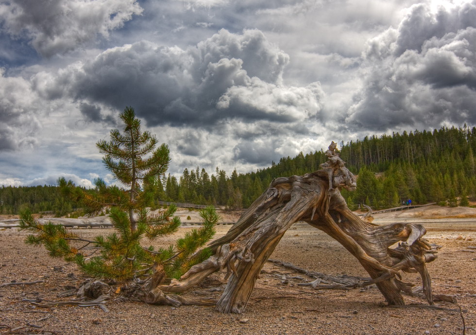 photo "Yellowstone tale" tags: landscape, travel, North America