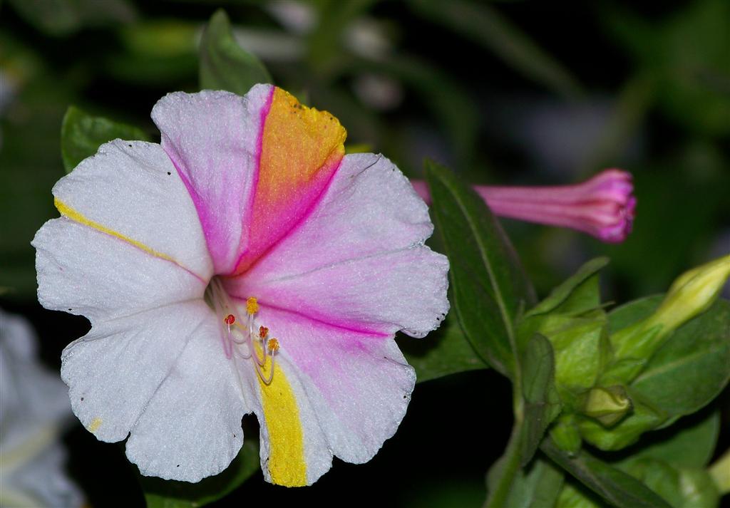 photo "***" tags: nature, flowers