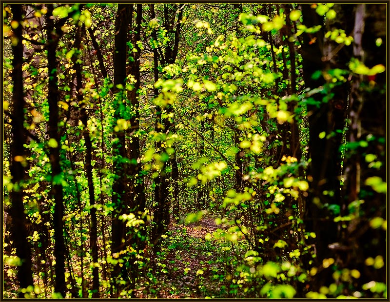 photo "light light" tags: landscape, forest