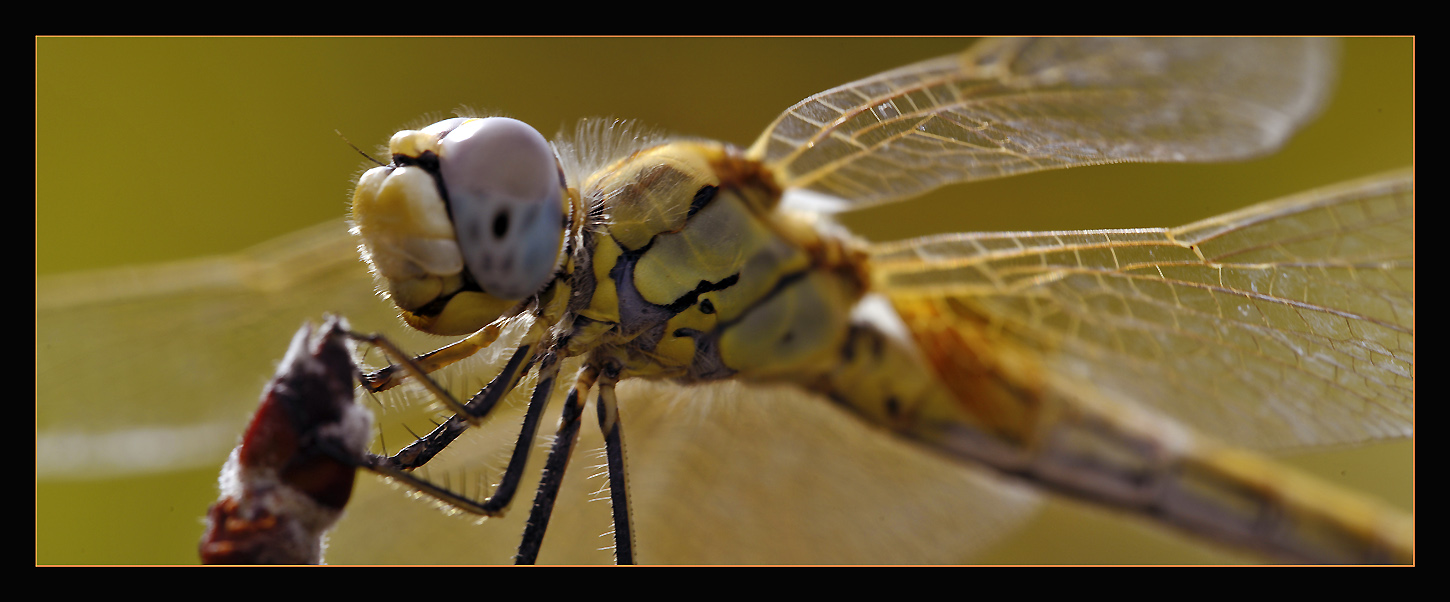 photo "Dragonfly reloaded..." tags: nature, panoramic, insect