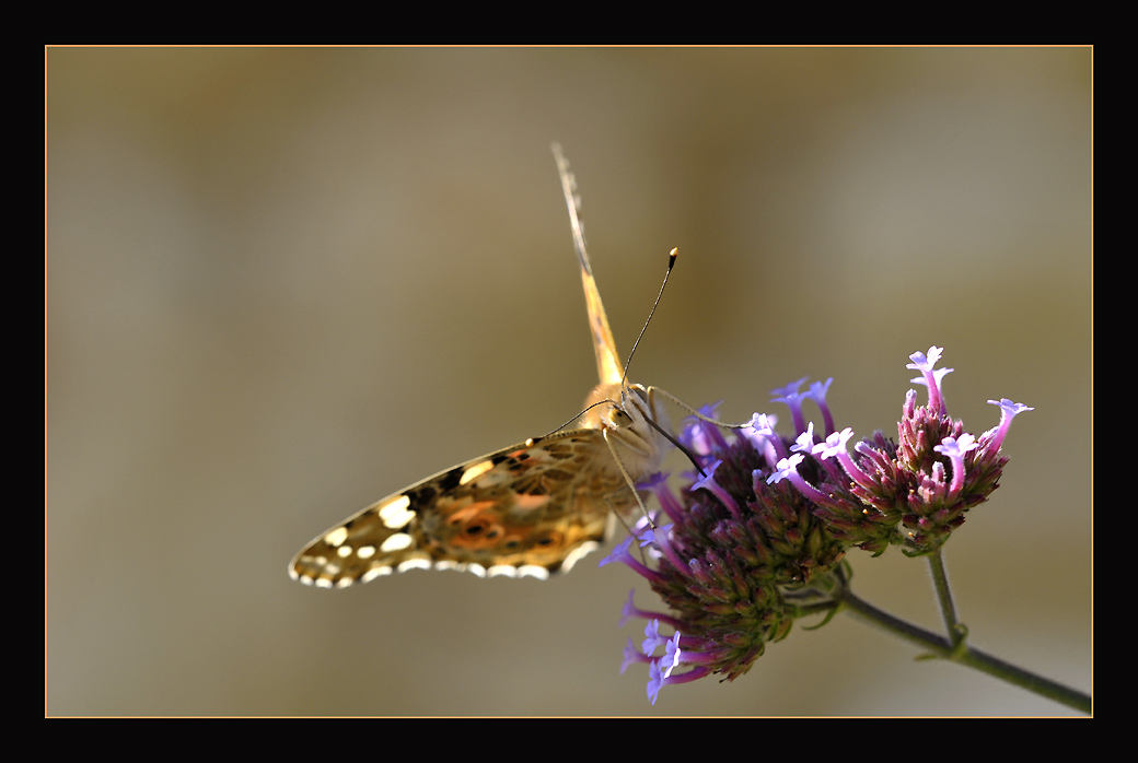 фото ""Butterflower"" метки: природа, макро и крупный план, насекомое