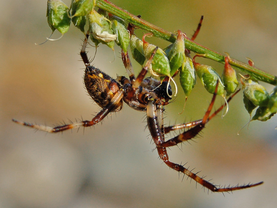 photo "***" tags: nature, macro and close-up, insect