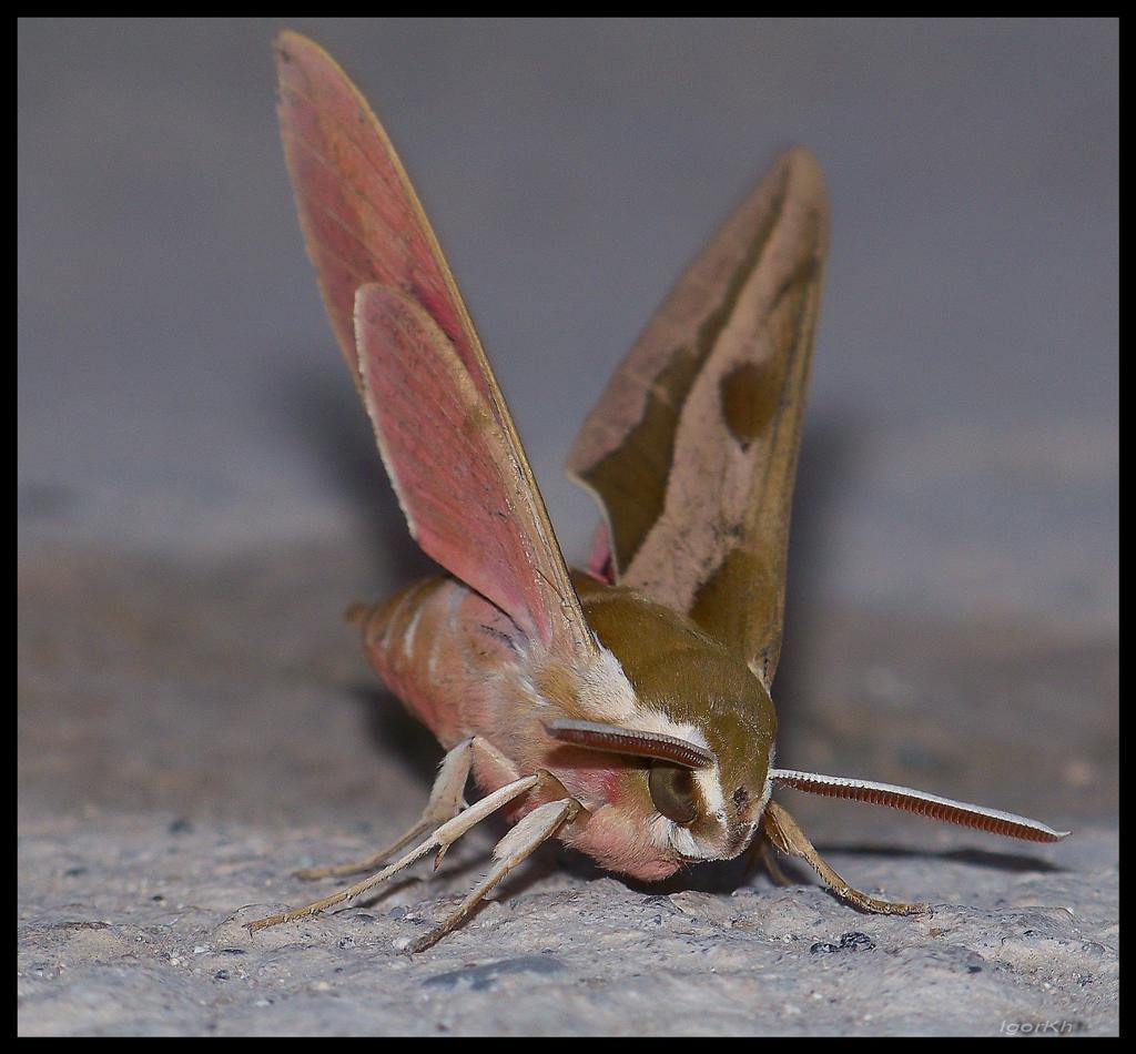 photo "***" tags: nature, insect