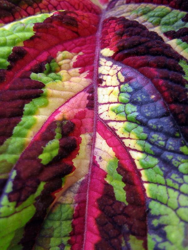 фото "Осенний лист" метки: макро и крупный план, 