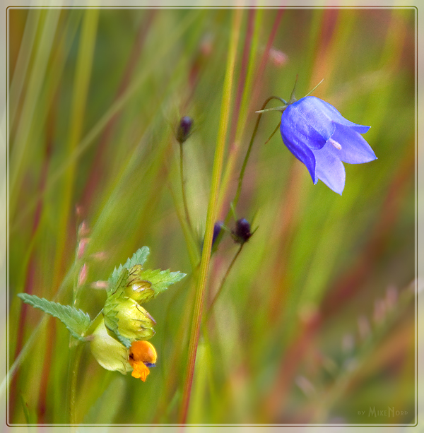 photo "Polar surprise" tags: nature, flowers