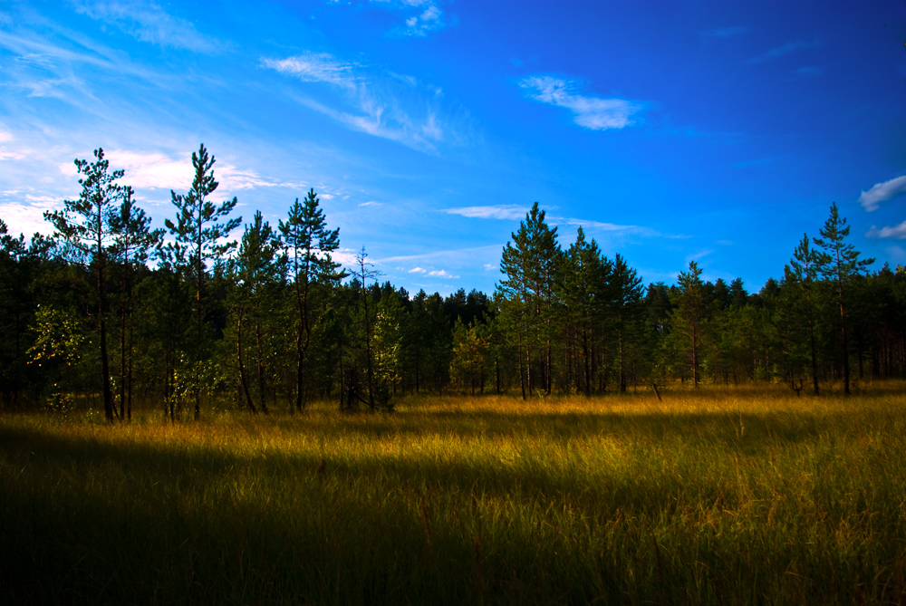 photo "On the brink of a bog" tags: landscape, forest, summer