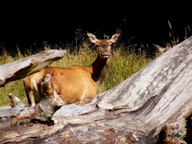 фото "Wildlife in the wood." метки: природа, дикие животные