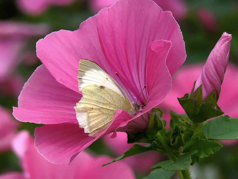 photo "Pink dreams" tags: macro and close-up, nature, insect