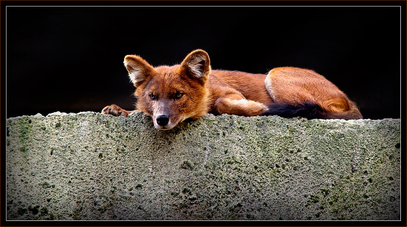 photo "observer" tags: nature, wild animals