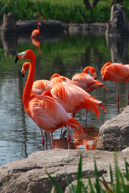фото "Flamingos" метки: природа, дикие животные