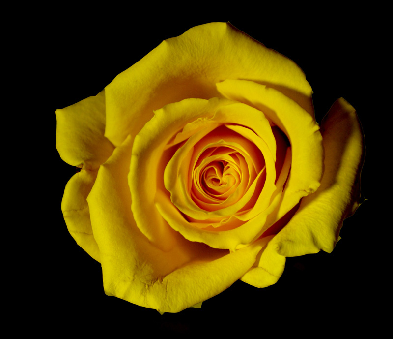 photo "Yellow Rose" tags: nature, 