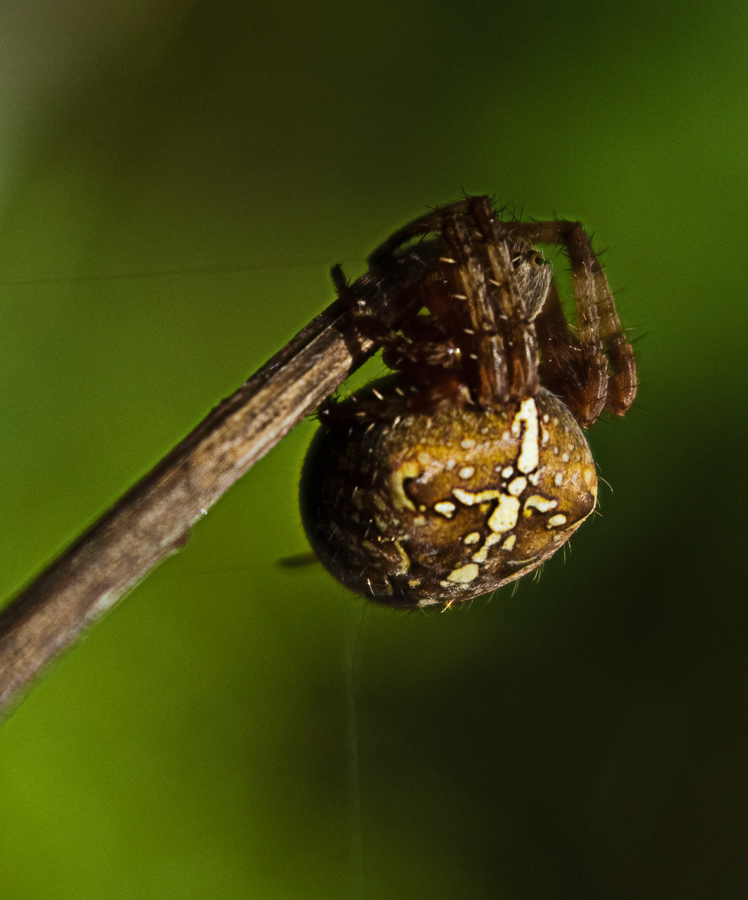 photo "Timid spider :-)" tags: macro and close-up, nature, insect