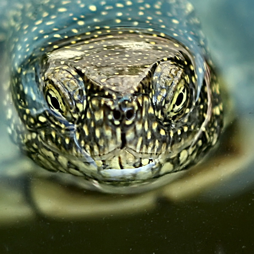 photo "Portrait turtle" tags: macro and close-up, 