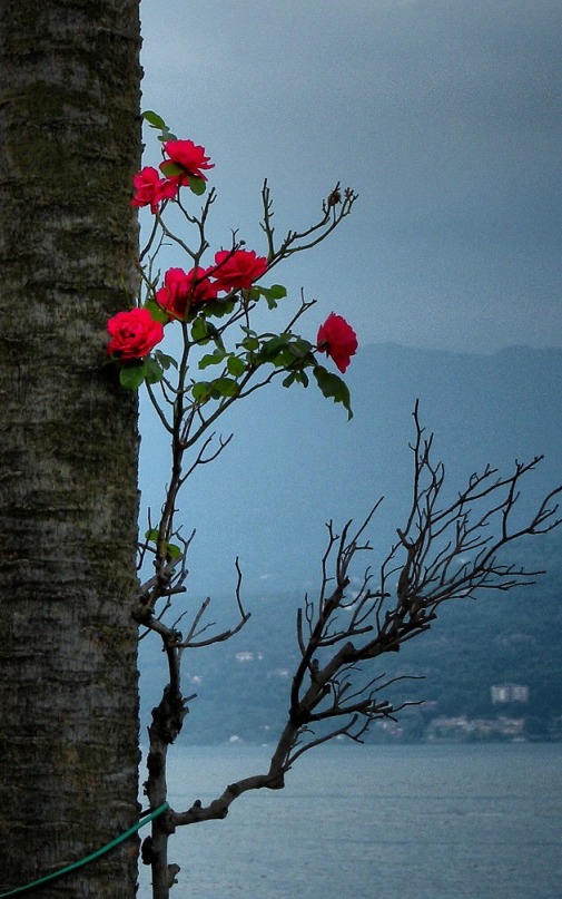photo "Увитая розой" tags: landscape, nature, flowers