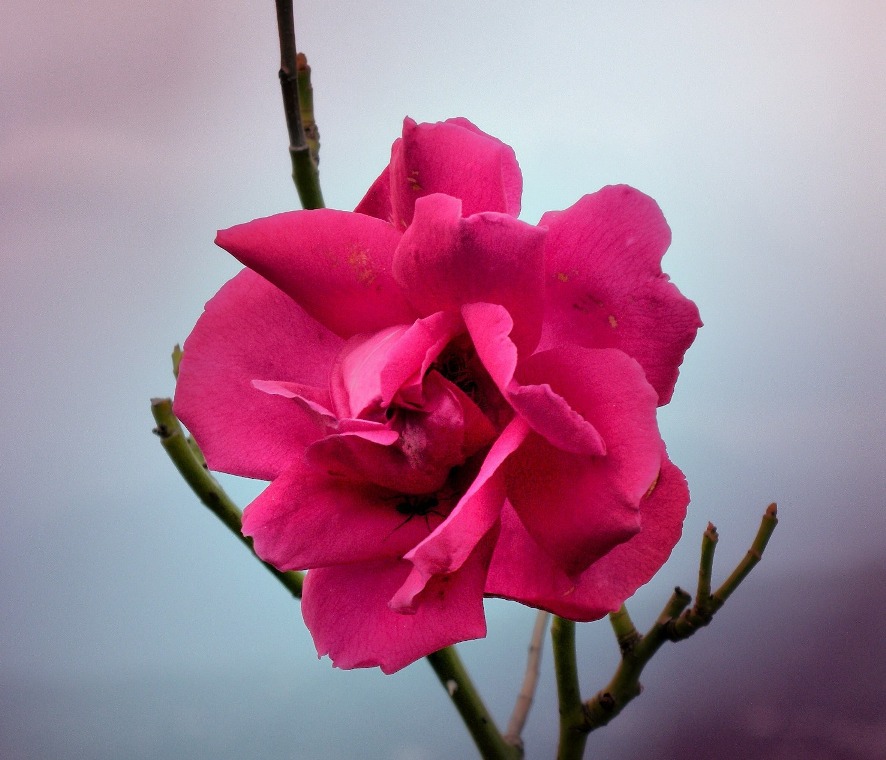 фото "Дикая роза" метки: природа, цветы