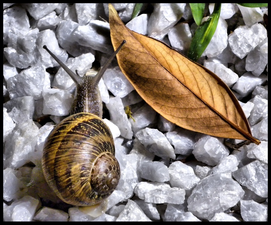 photo "эскарго" tags: nature, still life, insect