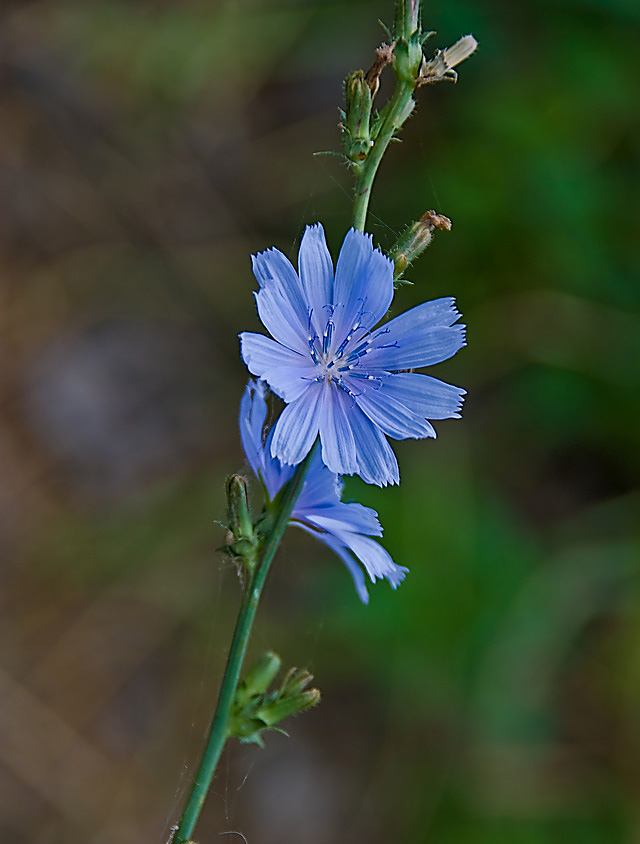 фото "***" метки: природа, 
