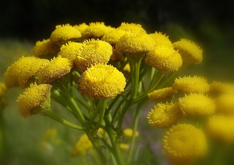 photo "макро,флора,природа" tags: nature, macro and close-up, 